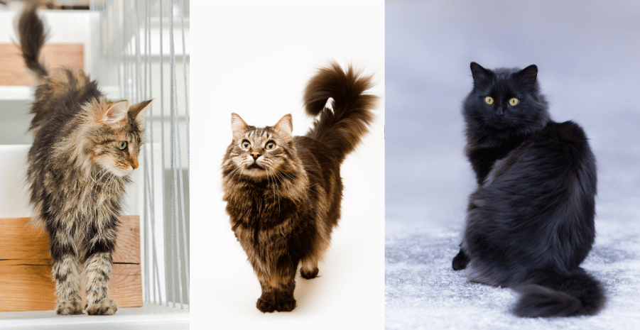 The Domestic Long-Haired Cat: Elegance, Personality, and Care of Nature’s Luxurious Companion